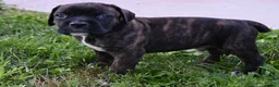 Cane Corso dogs for sale: Everest - Ad 1