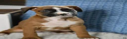 Boxer dogs for sale: Harper - Ad 3
