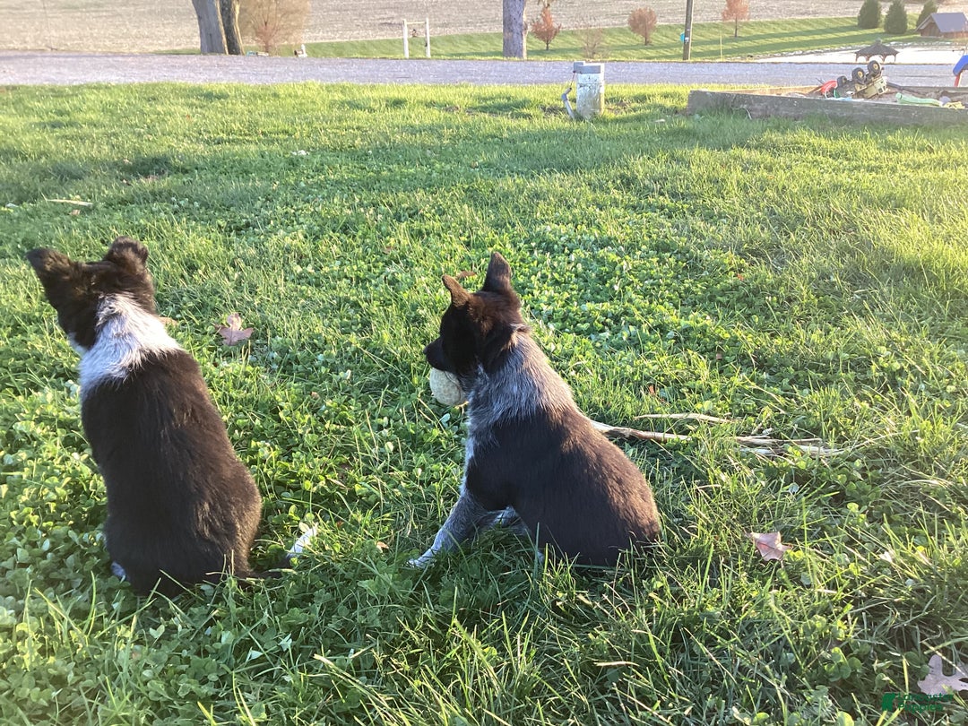 Mixed Breed dogs for sale: Asia - Ad 3