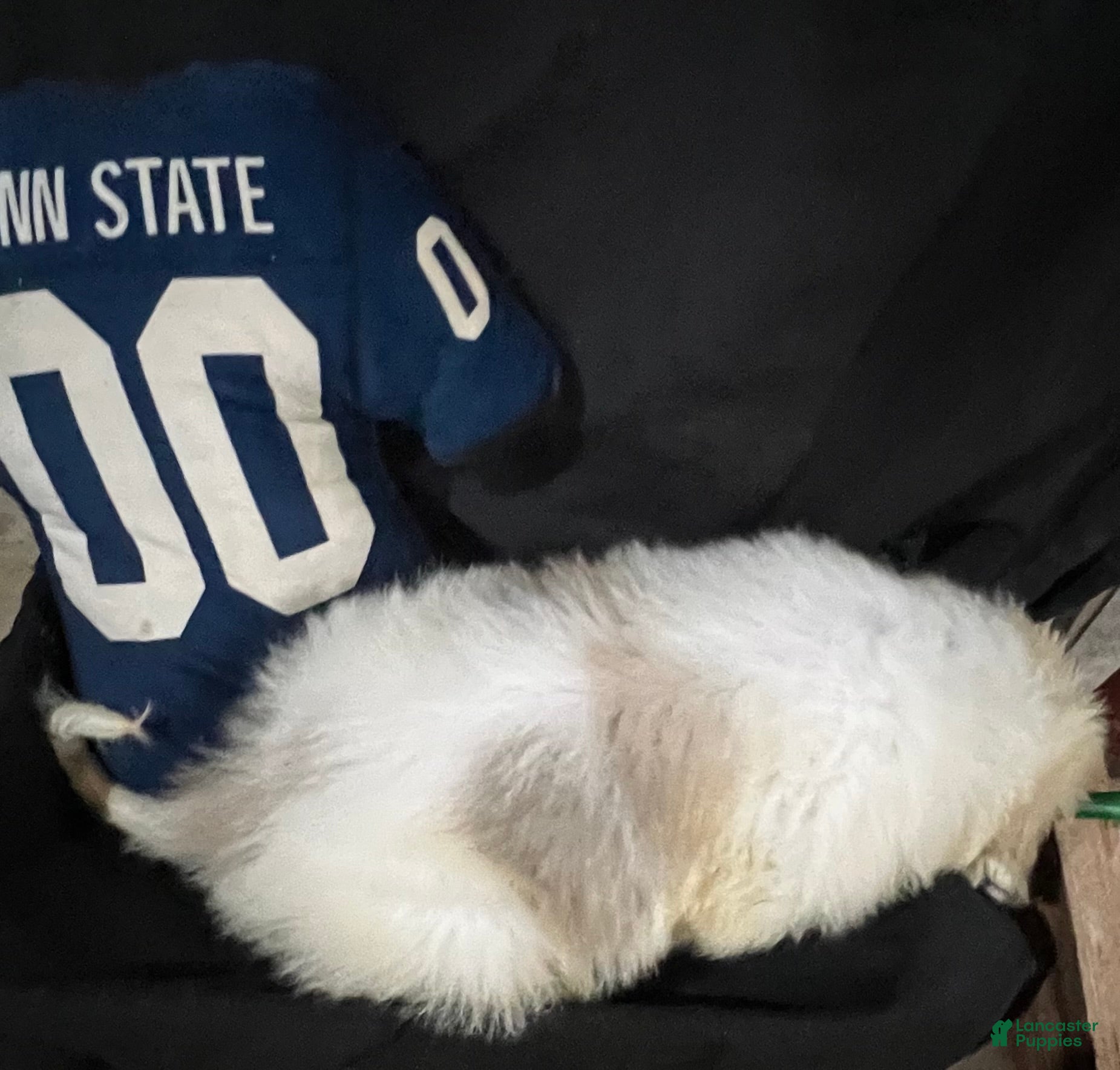 Great Pyrenees dogs Duke - Ad 2