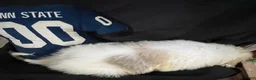 Great Pyrenees dogs for sale: Duke - Ad 7