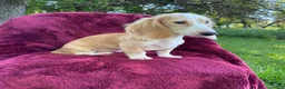 Miniature Dachshund dogs for sale: Lilly  - Ad 3