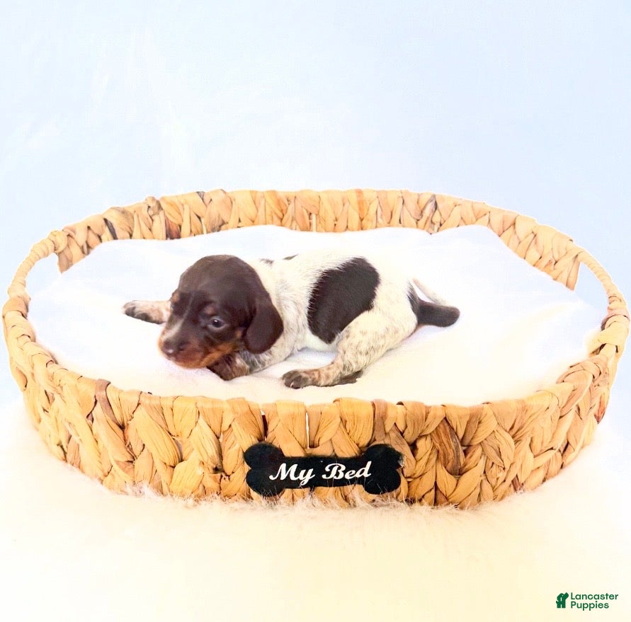 Miniature Dachshund dogs Cassie - Ad 6