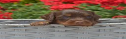 Miniature Dachshund dogs for sale: Fiddle  - Ad 6