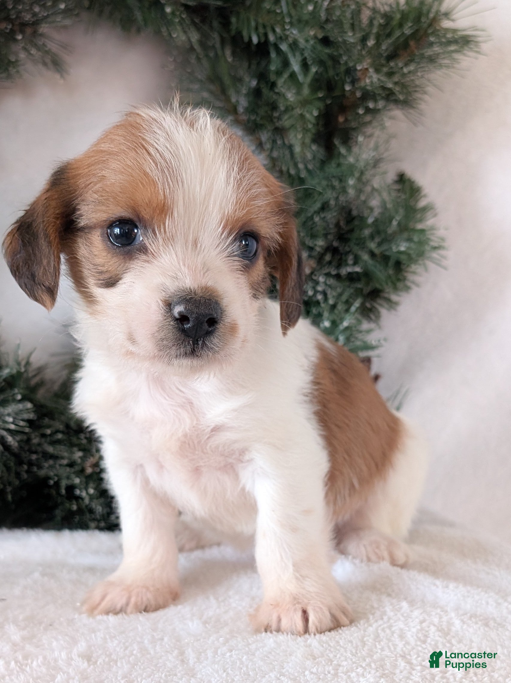 Mixed Breed dogs Sue - Ad 26