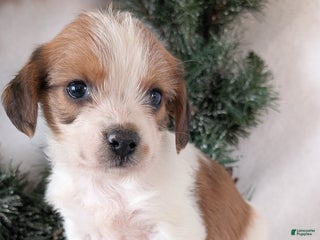 Mixed Breed dogs for sale: Sue - Ad 4