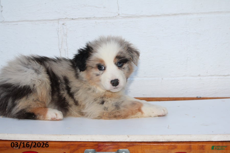 Australian Shepherd dogs Rufus - Ad 2