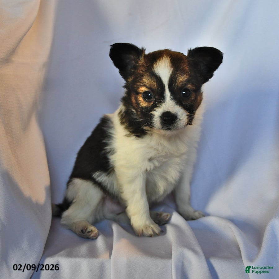 Papillon dogs Monarch - Ad 26