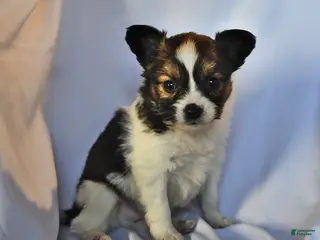 Papillon dogs Monarch - Ad 26