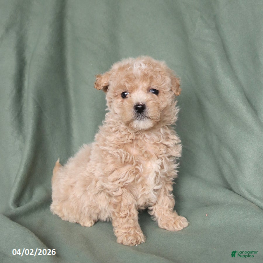 Maltipoo dogs Happy - Ad 1