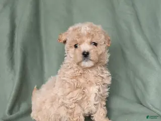 Maltipoo dogs for sale: Happy - Ad 1