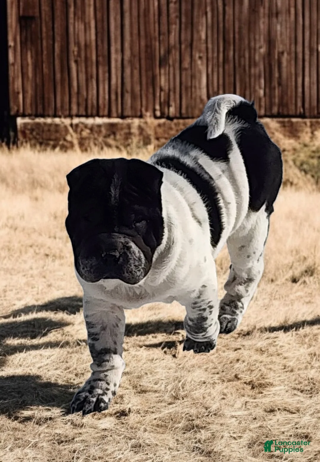 Shar Pei dogs for sale: Oreo black flower mini - Ad 8
