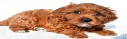 Cavapoo dogs for sale: Bella - Ad 6