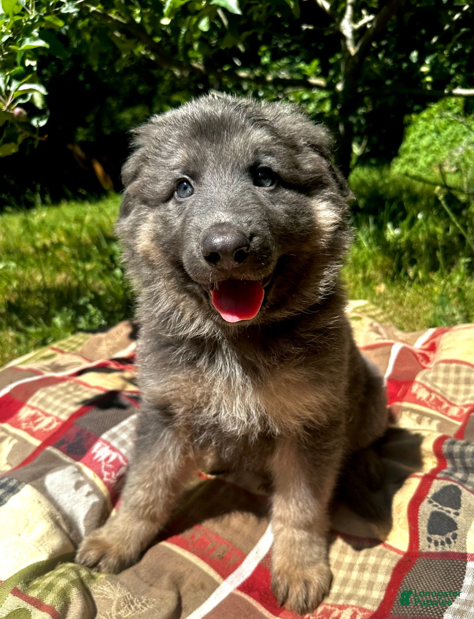 German Shepherd dogs Eliana  - Ad 8