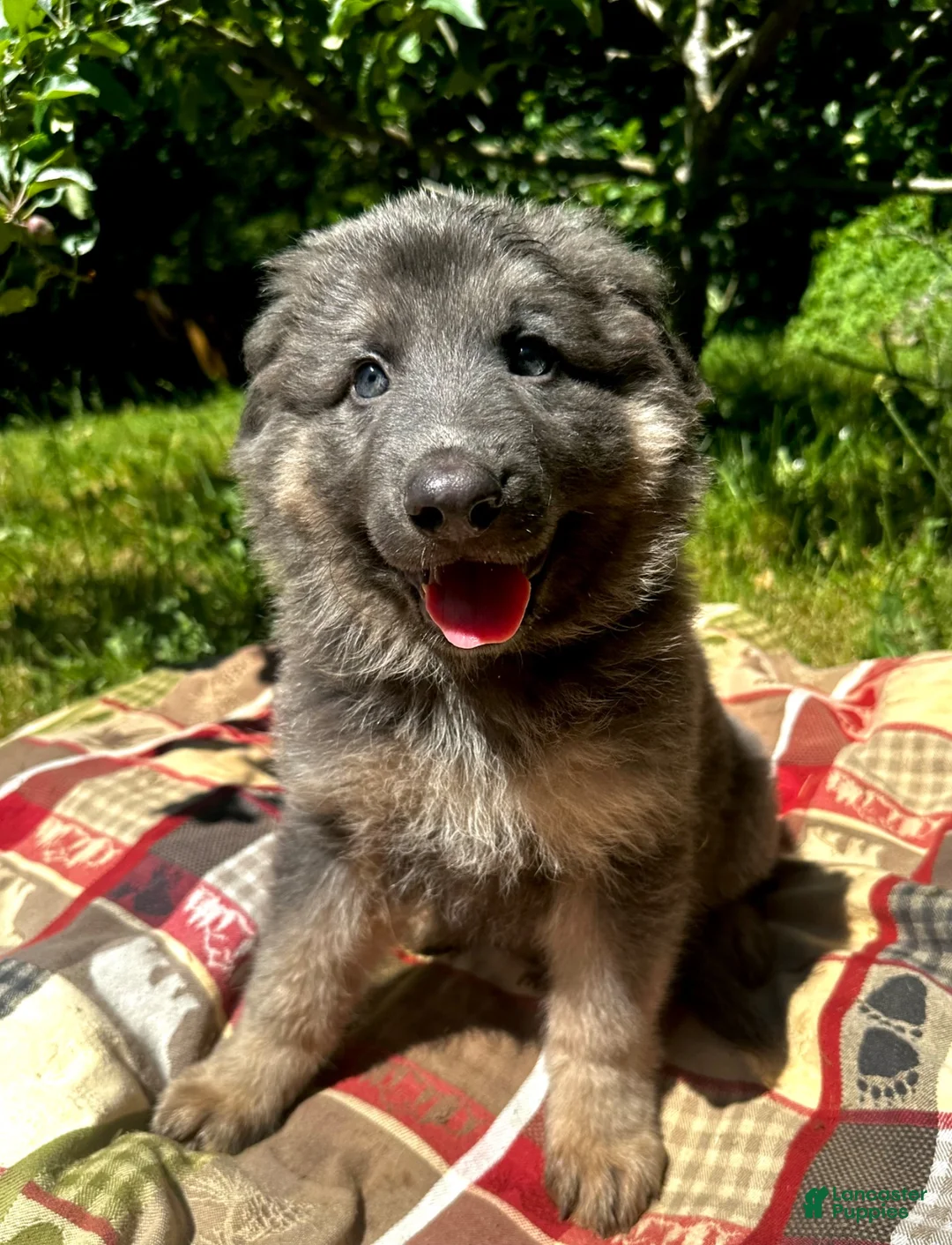 German Shepherd dogs for sale: Eliana  - Ad 1