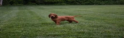 Irish Setter dogs for sale: Annie - Ad 3