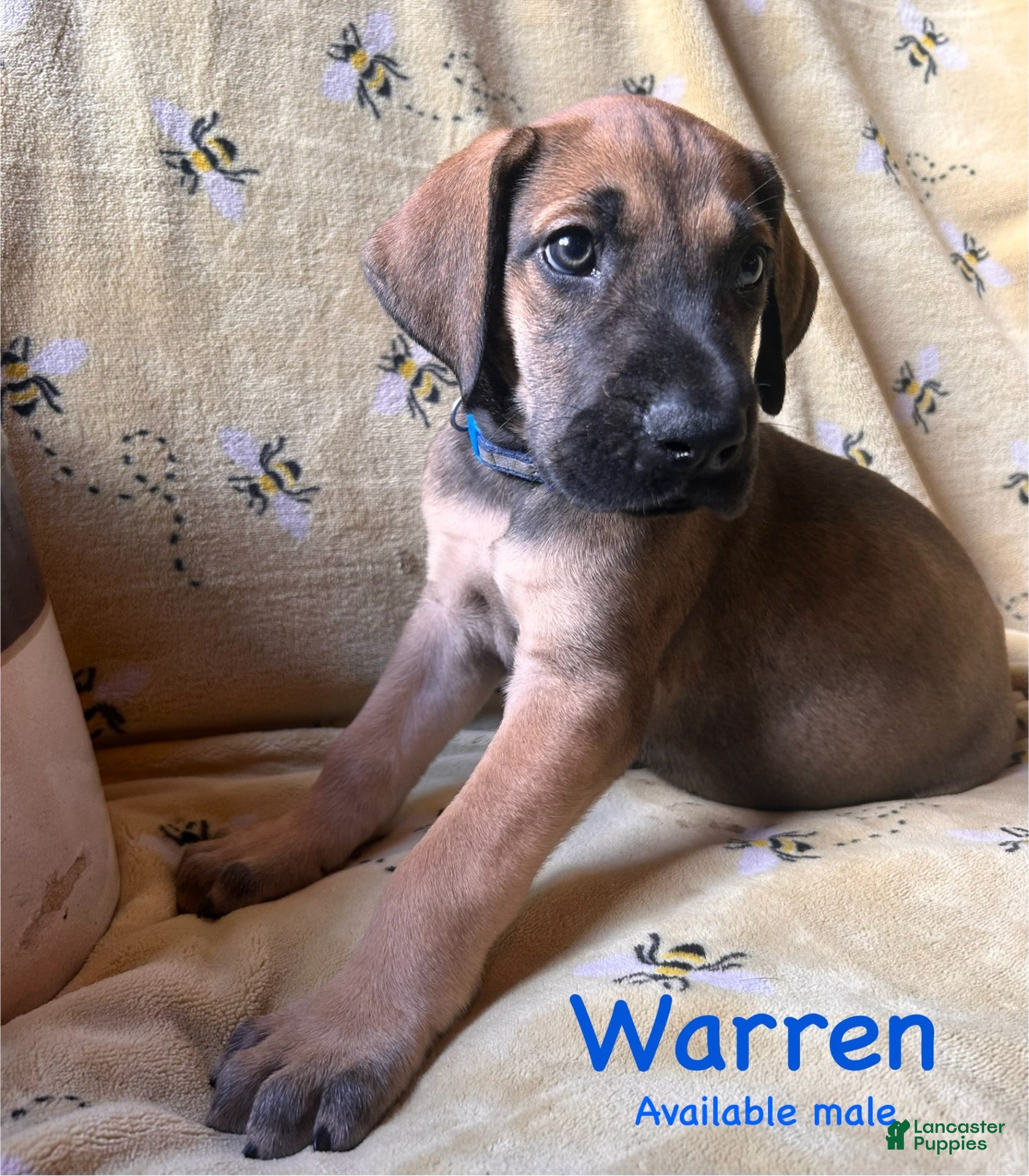 Great Dane dogs Warren - Ad 36