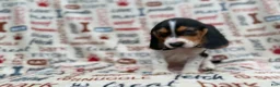 Beagle dogs for sale: Waylon - Ad 4