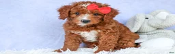 Cavapoo dogs for sale: TUCKER - Ad 16