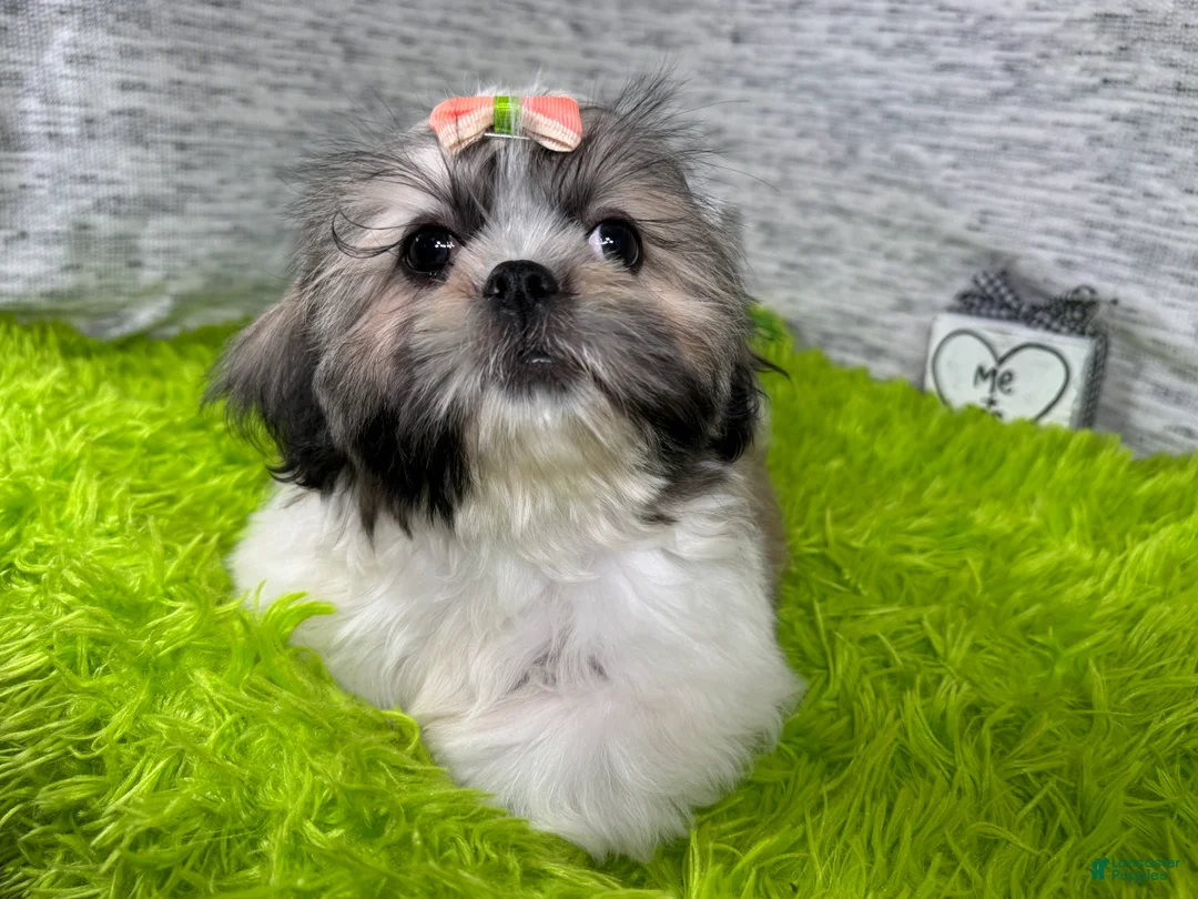 Shih Tzu dogs for sale: Shih Tzu 3 - Ad 2