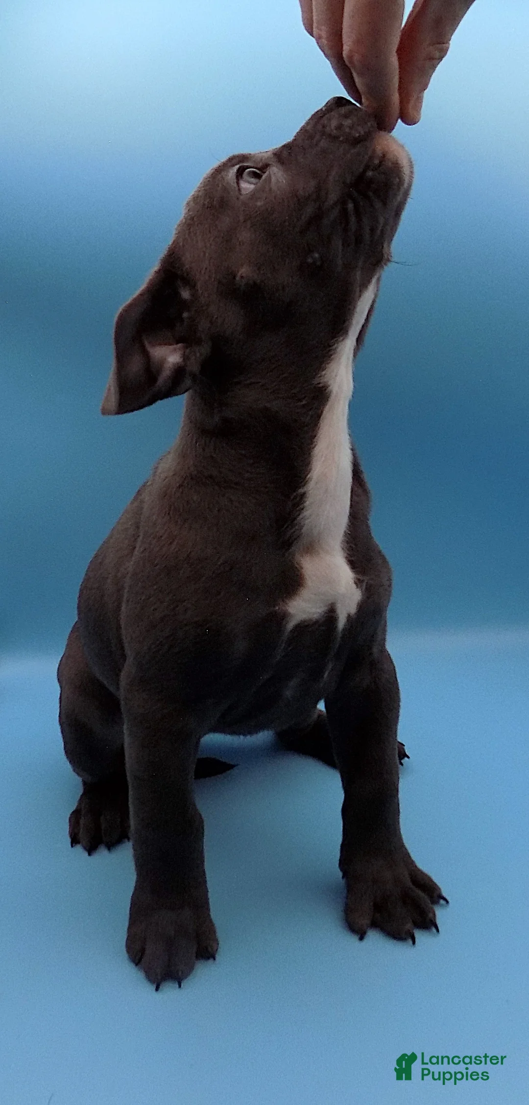 Mixed Breed dogs for sale: Lucille - Ad 2