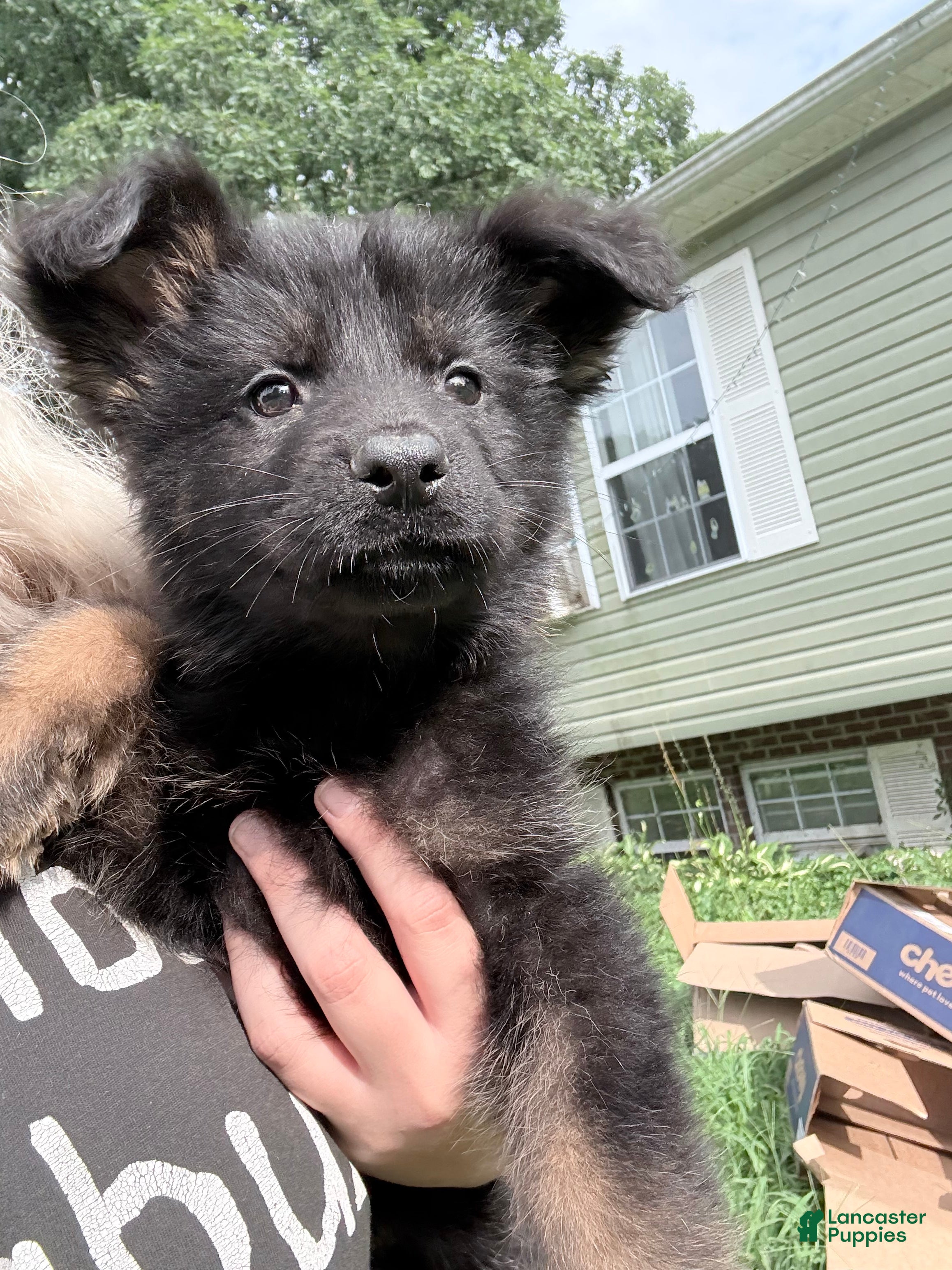 German Shepherd dogs for sale: German Shepherd 2 - Ad 1