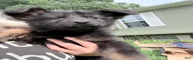 German Shepherd 2