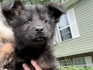 German Shepherd dogs German Shepherd 2 - Ad 11