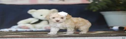 Toy Poodle dogs for sale: Betsy - Ad 3