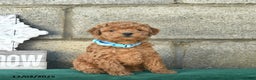 Miniature Poodle dogs for sale: Cinnamon   - Ad 2