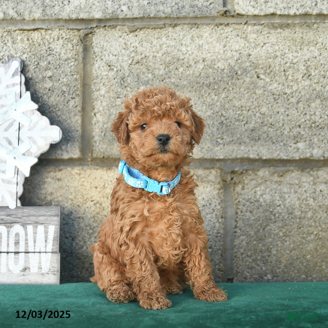 Miniature Poodle dogs for sale: Cinnamon   - Ad 2