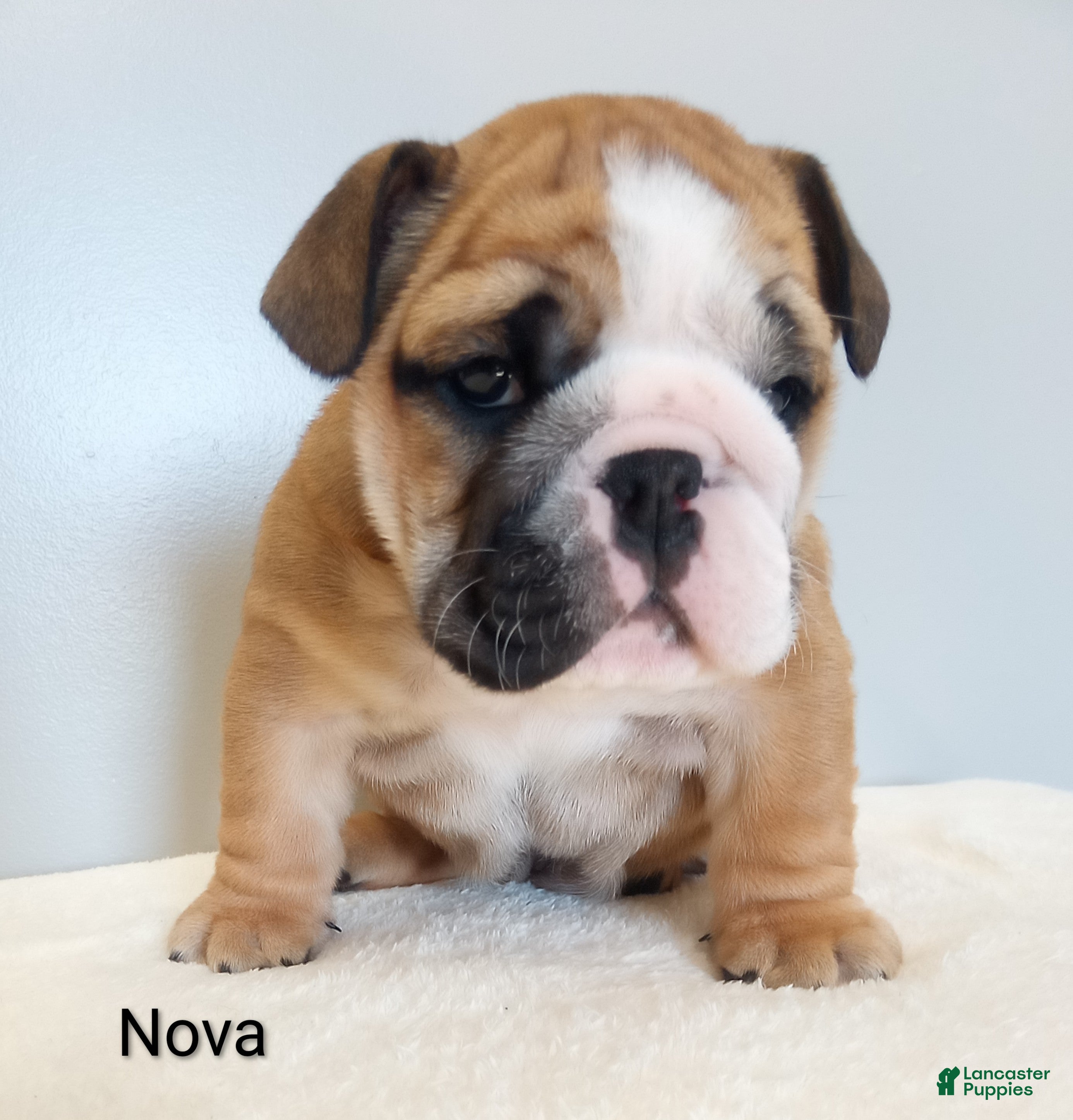 English Bulldog dogs Nova - Ad 2