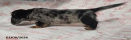 Miniature Dachshund dogs for sale: Krystal - Ad 2