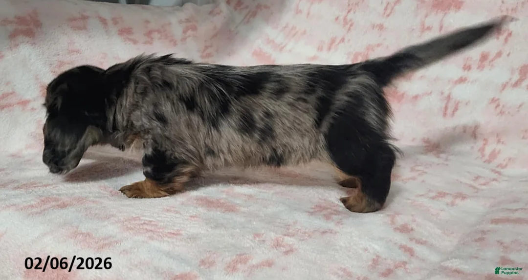 Miniature Dachshund dogs for sale: Krystal - Ad 2