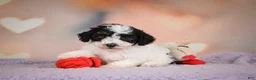 Maltipoo dogs for sale: Carter - Ad 4