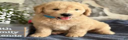 Goldendoodle dogs for sale: Nico - Ad 3