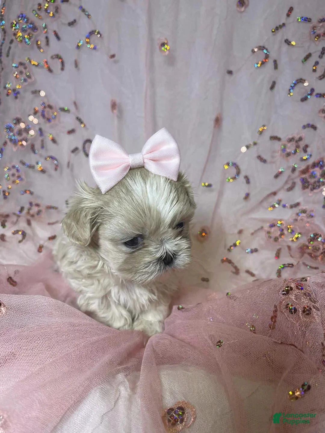 Shih Tzu dogs for sale: Shih Tzu Puppy 1 - Ad 9