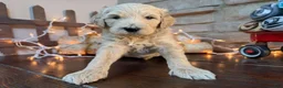 Mixed Breed dogs for sale: Chip (Boy) - Ad 4