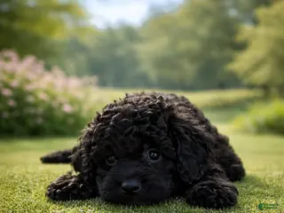 Cockapoo dogs for sale: Max - Ad 2