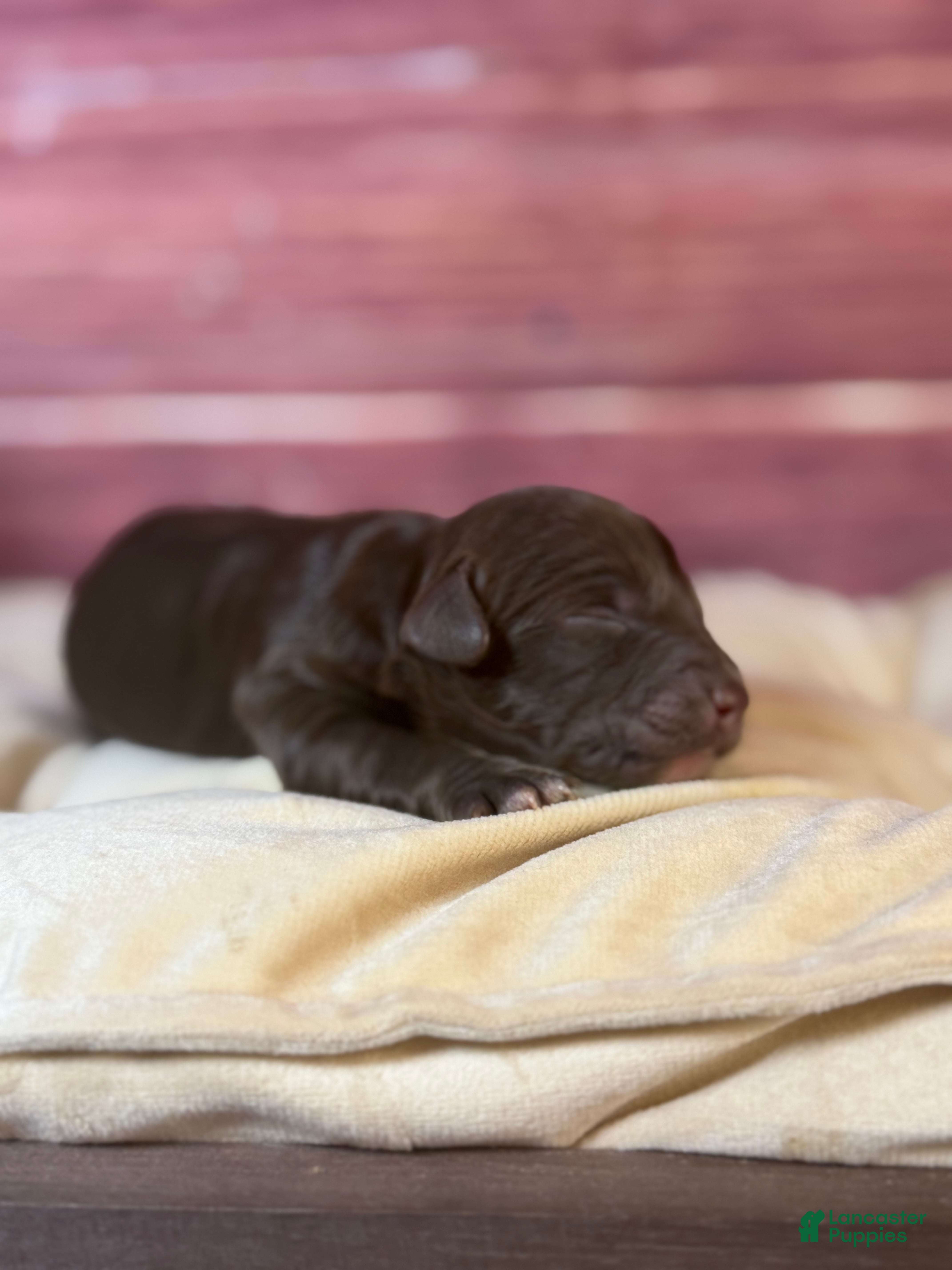 Cockapoo dogs Nixon - Ad 2