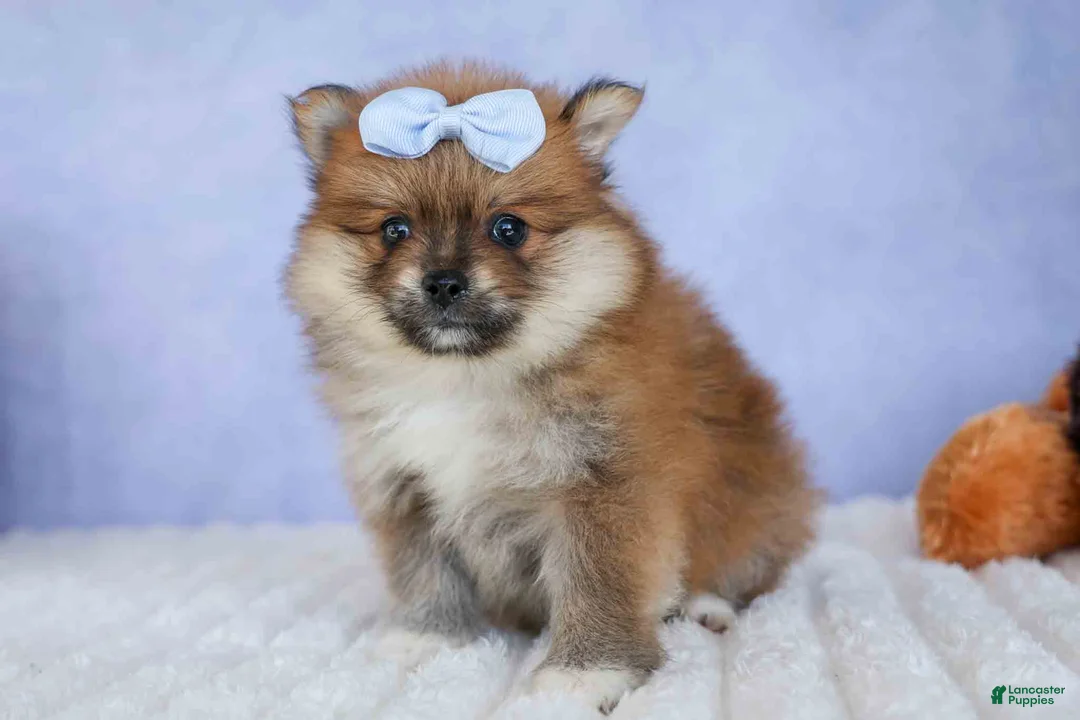 Pomeranian dogs for sale: Flossie  - Ad 1