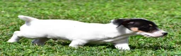 Jack Russell Terrier dogs for sale: Jasper - Ad 8