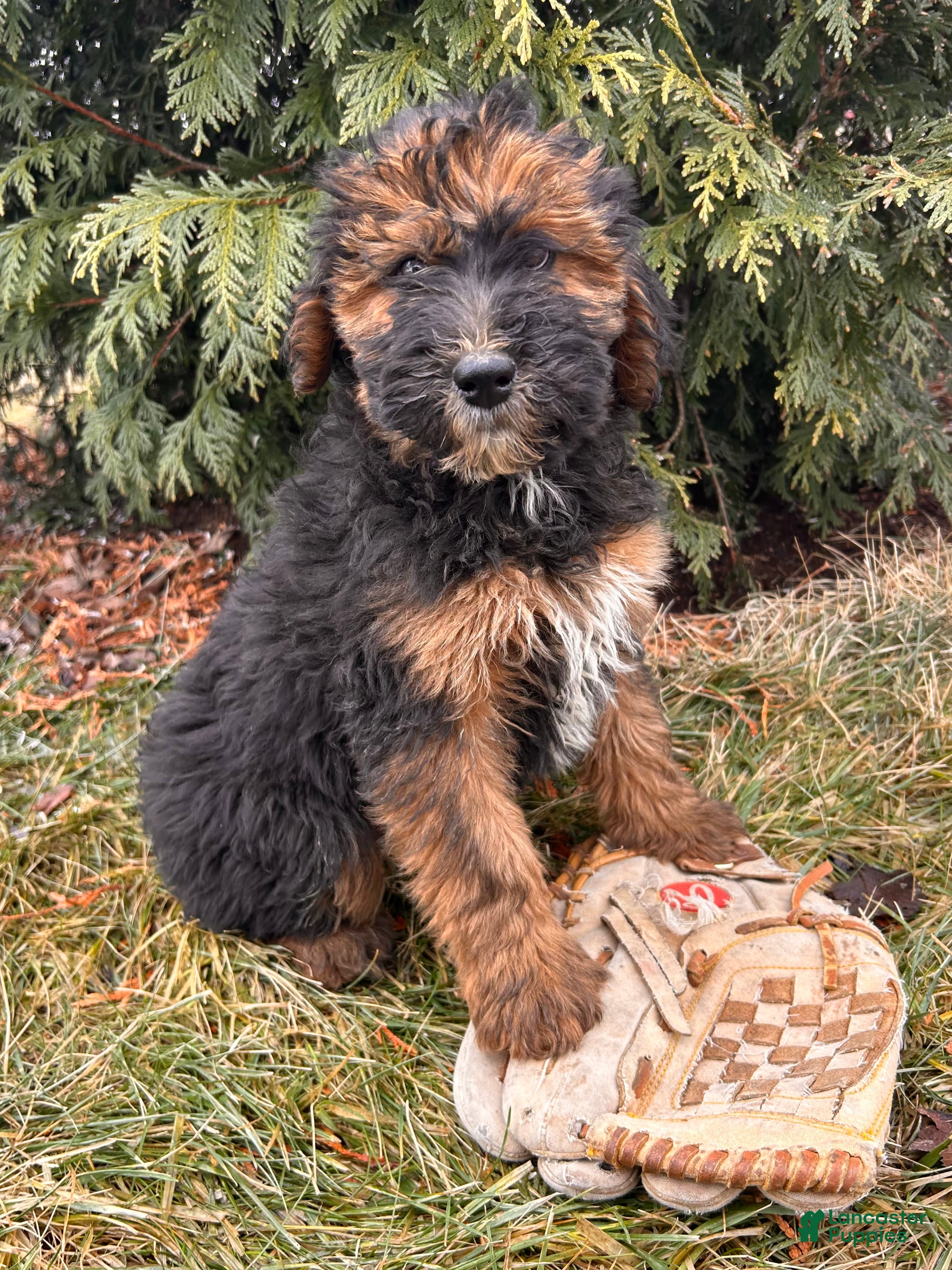 Whoodle dogs Willow - Ad 1