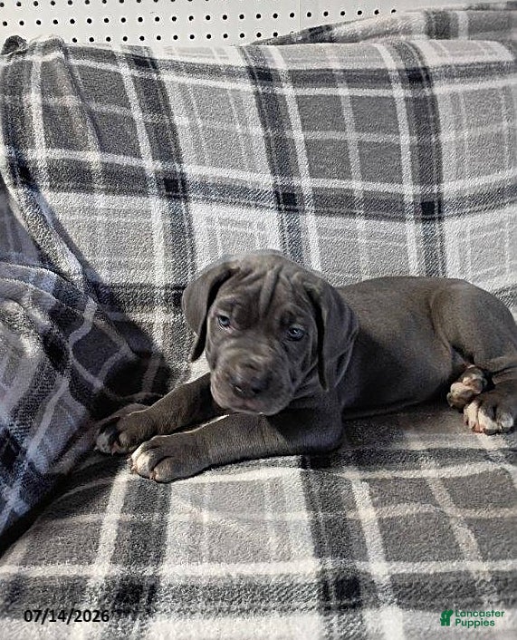 Cane Corso dogs Zemba - Ad 2