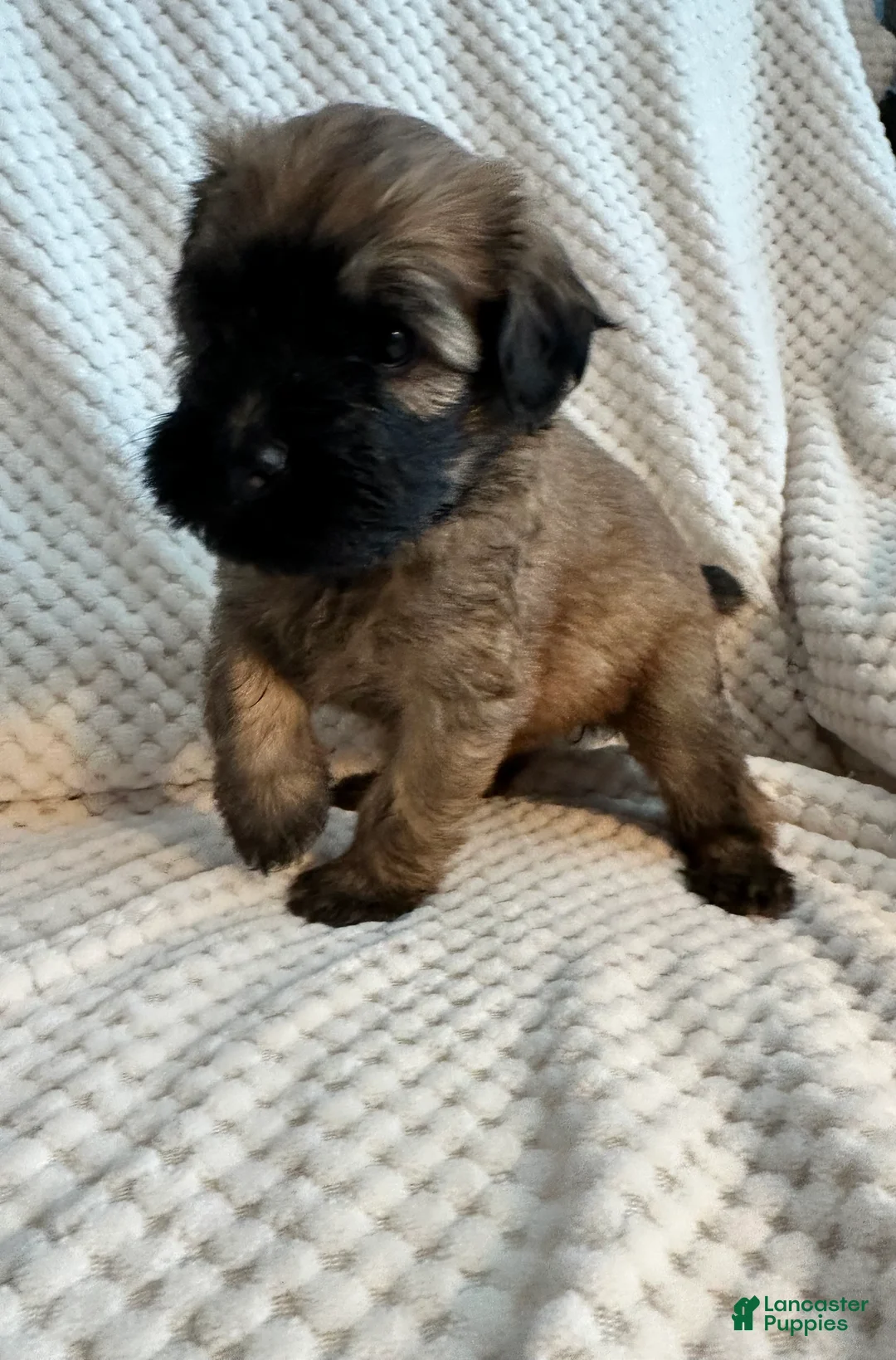 Mixed Breed dogs for sale: White collar girl  - Ad 1