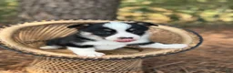 Mixed Breed dogs for sale: Black Girl 1 - Ad 11