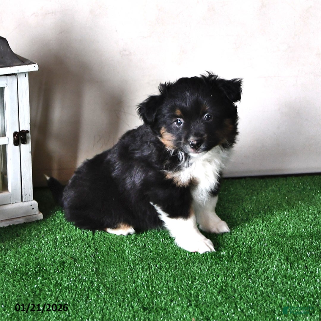 Miniature Australian Shepherd dogs for sale: Jewel - Ad 4