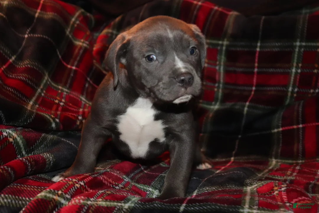 American Bully dogs for sale: Johnathan - Ad 1