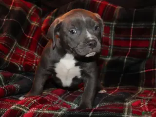 American Bully dogs for sale: Johnathan - Ad 3