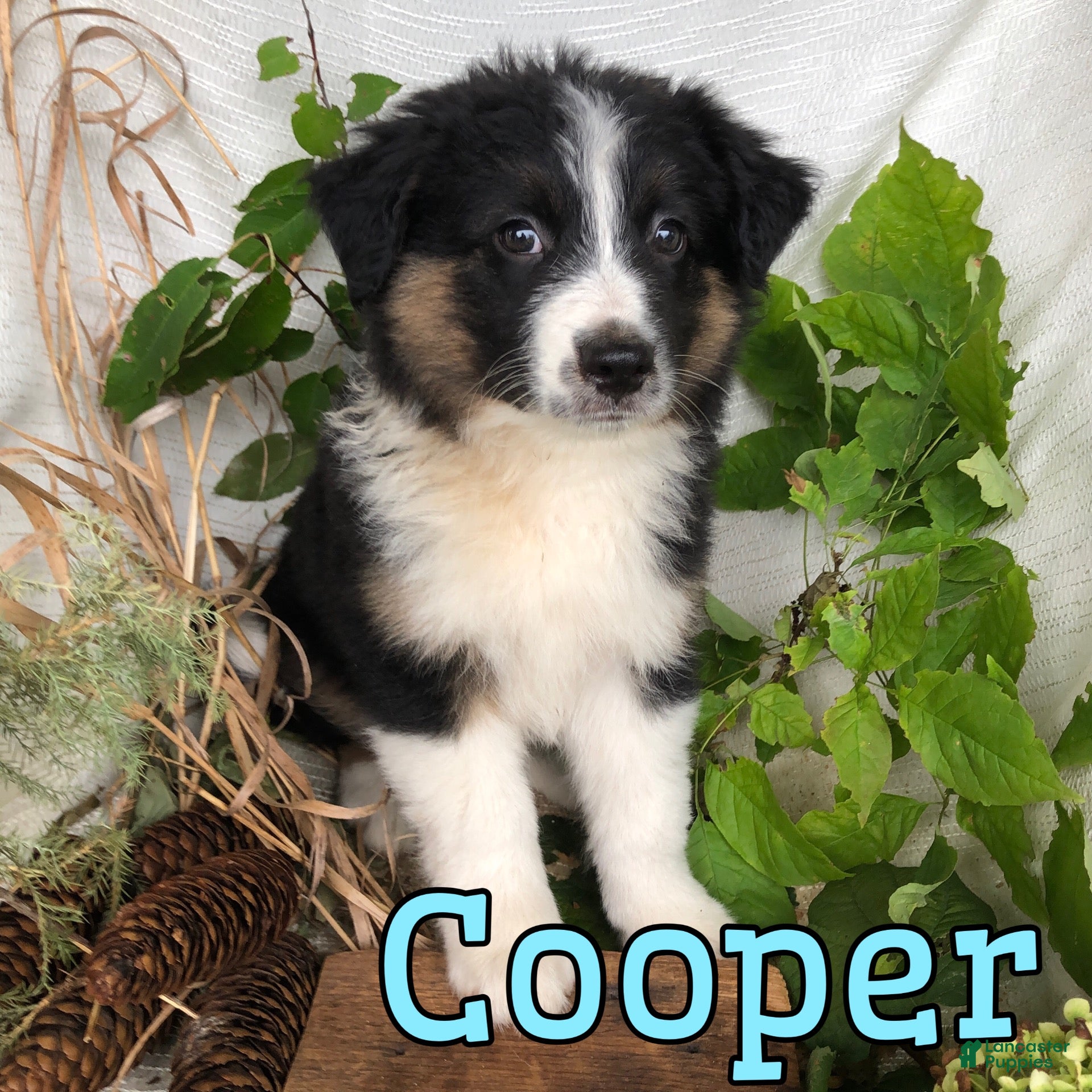 Mixed Breed dogs Mixed Breed 2 - Ad 1